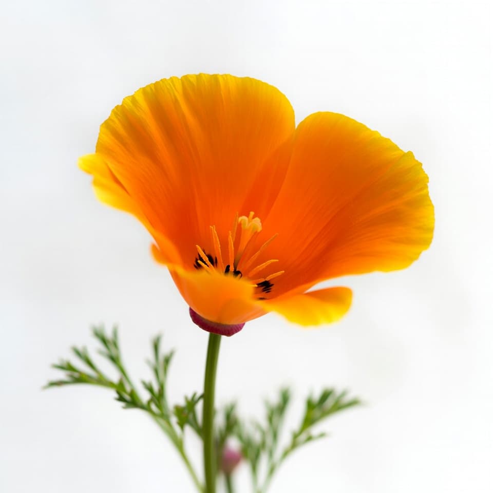 California poppy with vivid orange blooms and feathery blue-green foliage