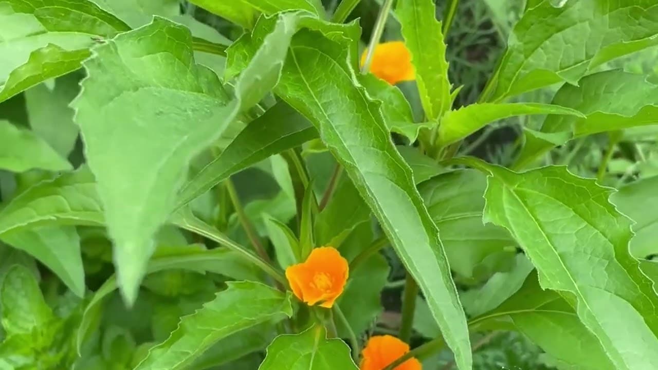A Walk Through Our Tallahassee Herb Garden — Where Every InVine Botanicals Balm Begins
