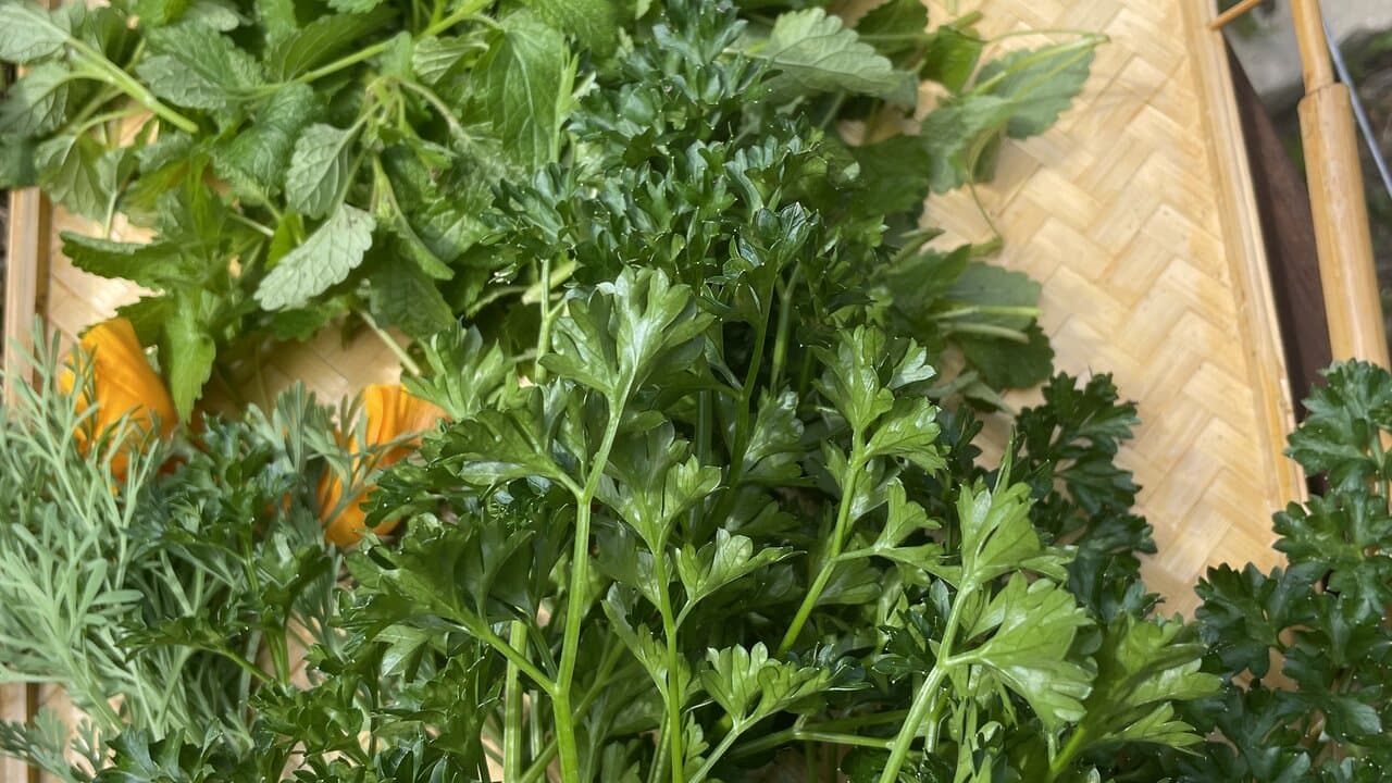 Botanical skincare ingredients — a garden basket of fresh lemon balm, mint, parsley, and calendula harvested for whole-herb infusion
