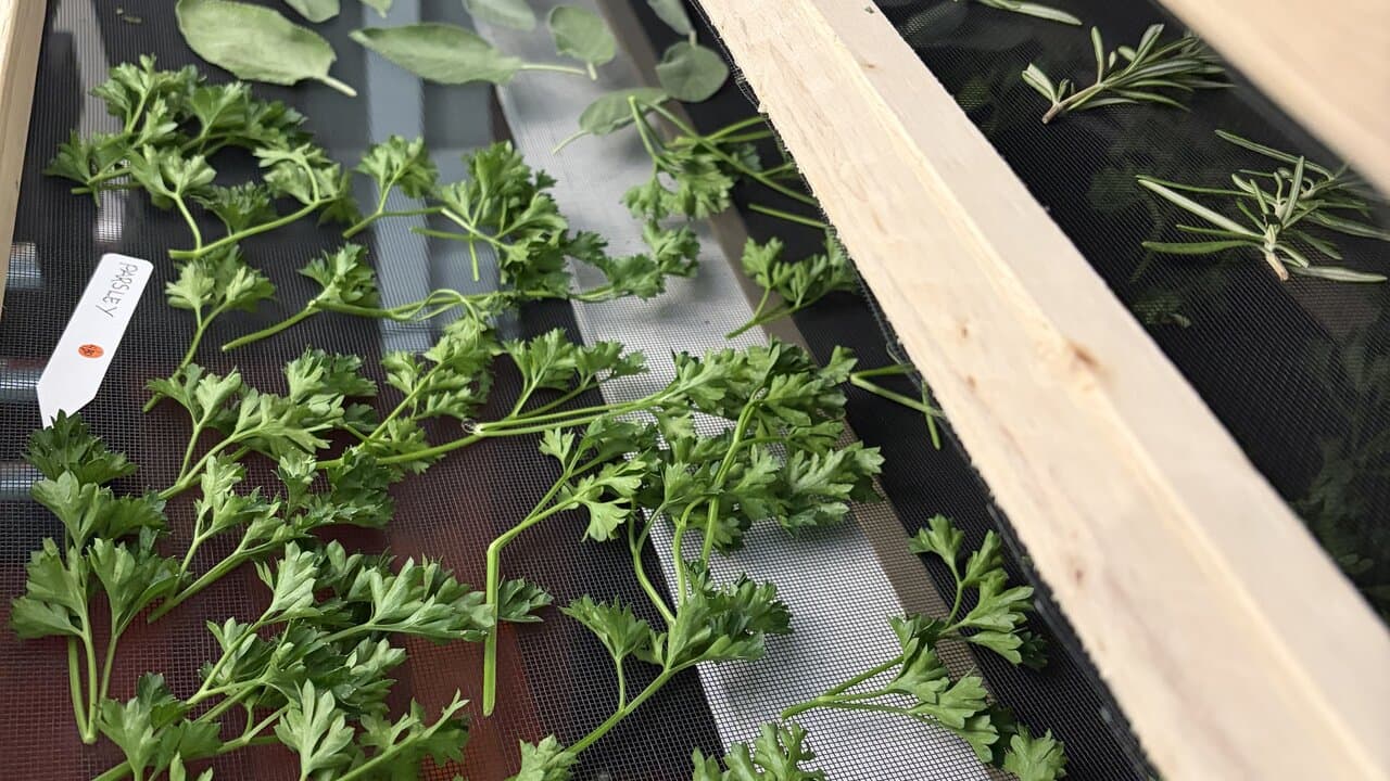 InVine Botanicals Tallahassee Florida garden — rows of culinary and medicinal herbs grown for whole-herb infusion skincare