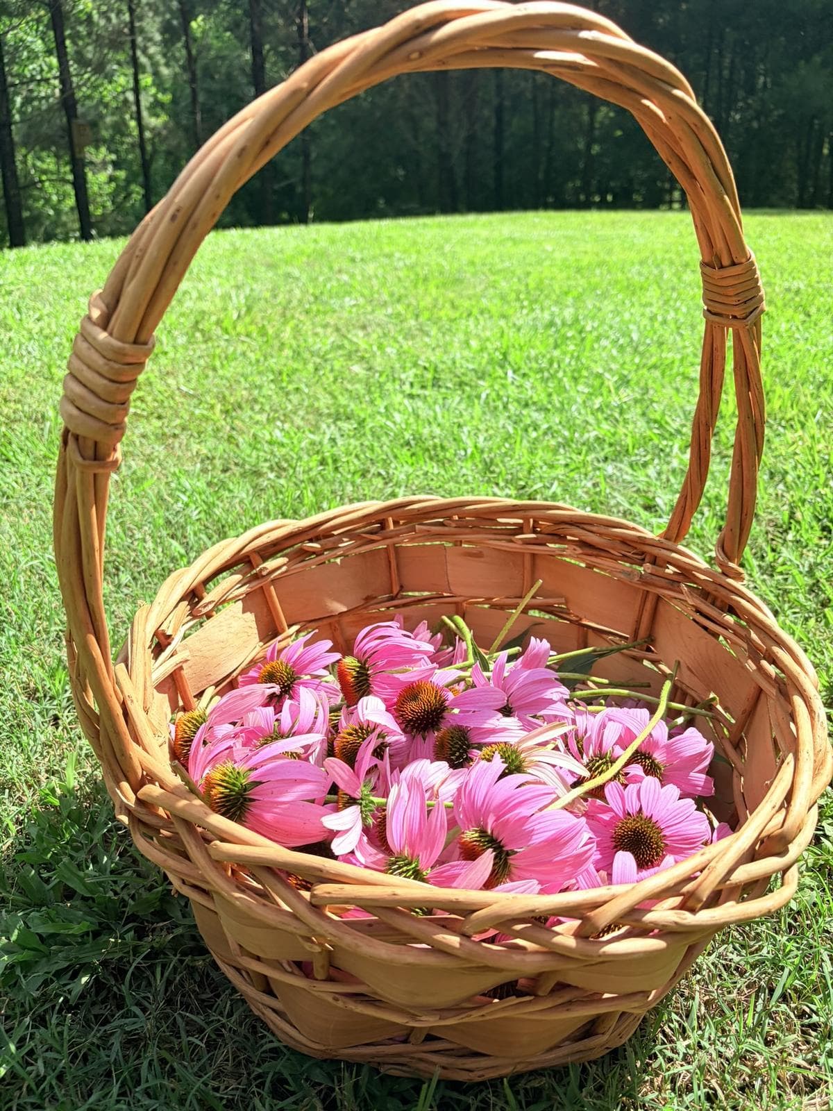 Wicker basket of freshly harvested echinacea flowers in the InVine Botanicals Tallahassee garden