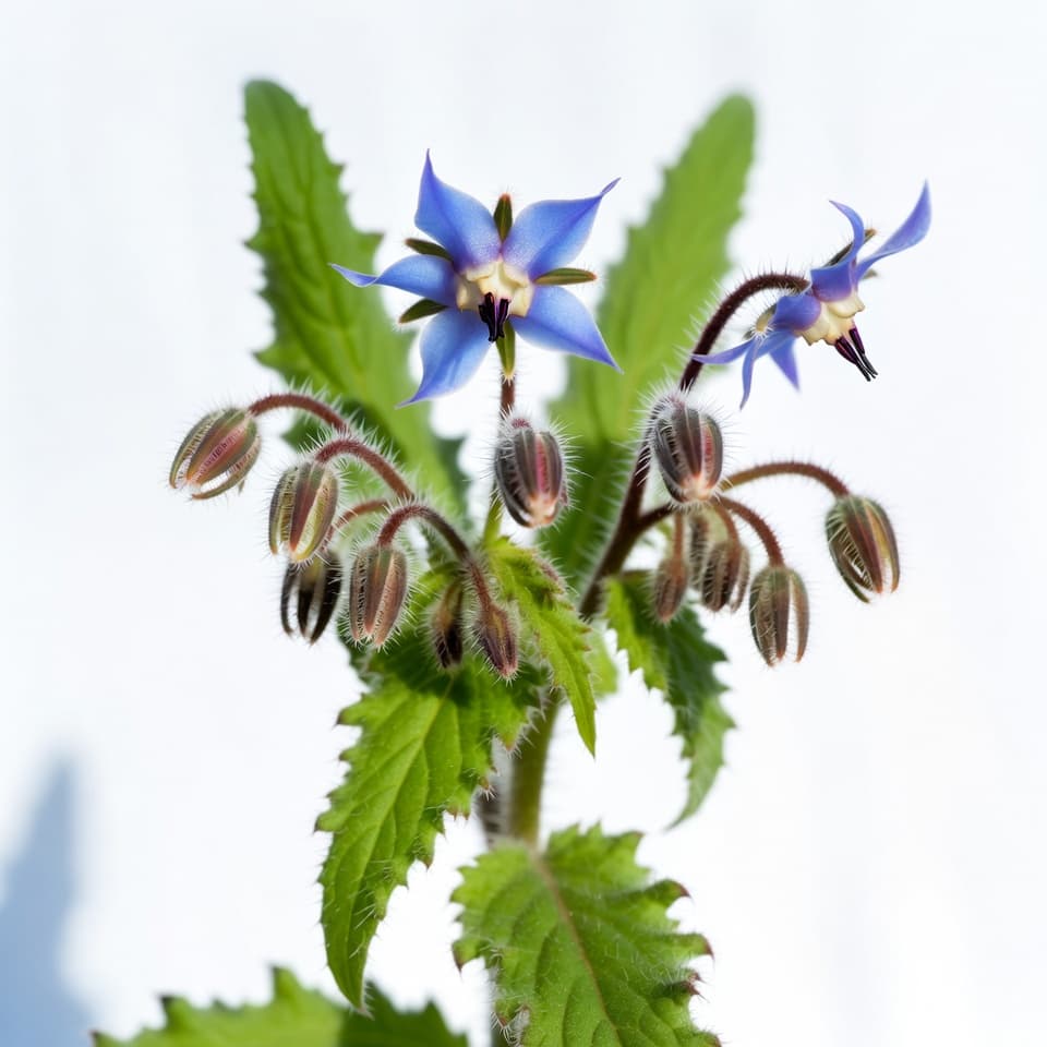 Borage plant with vivid blue star-shaped flowers and fuzzy stems
