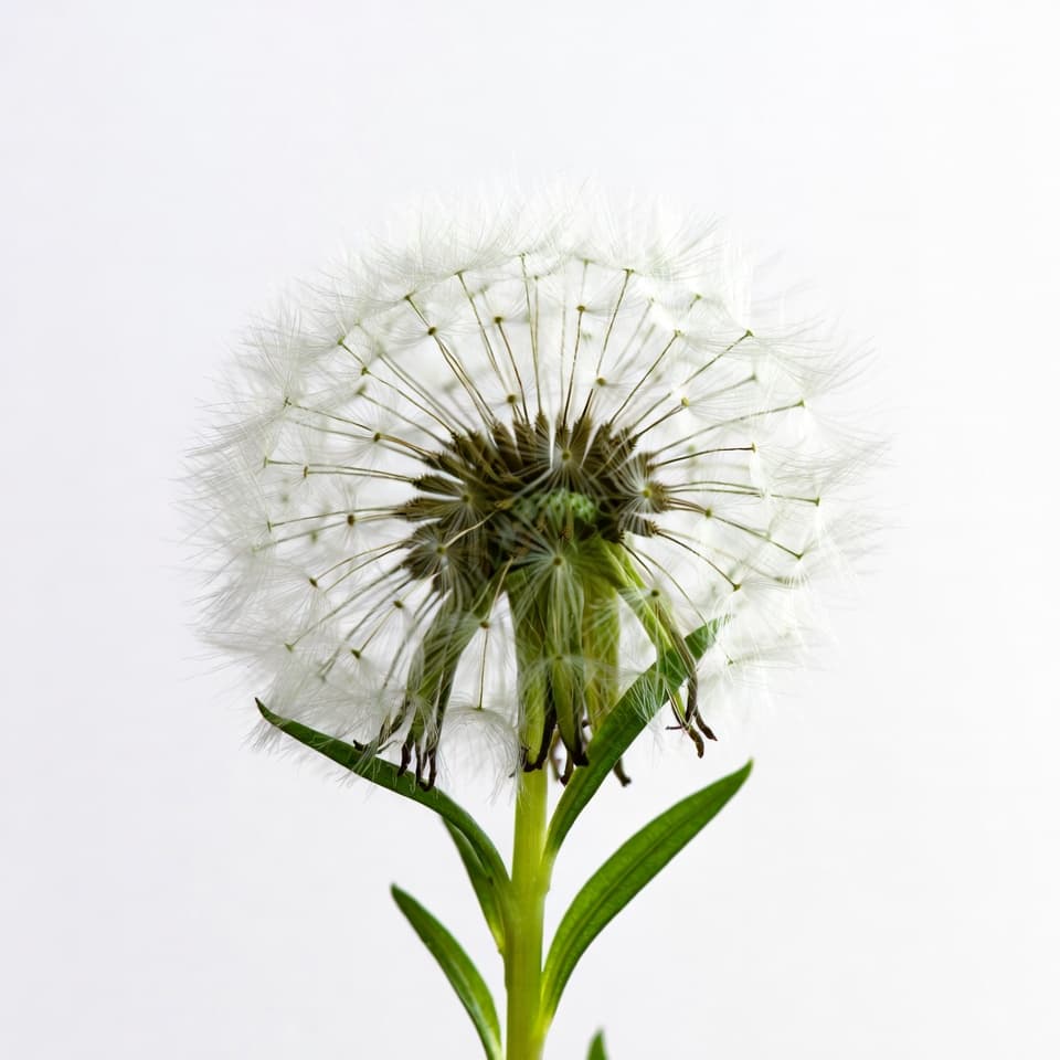 Bright yellow dandelion flowers with jagged green leaves