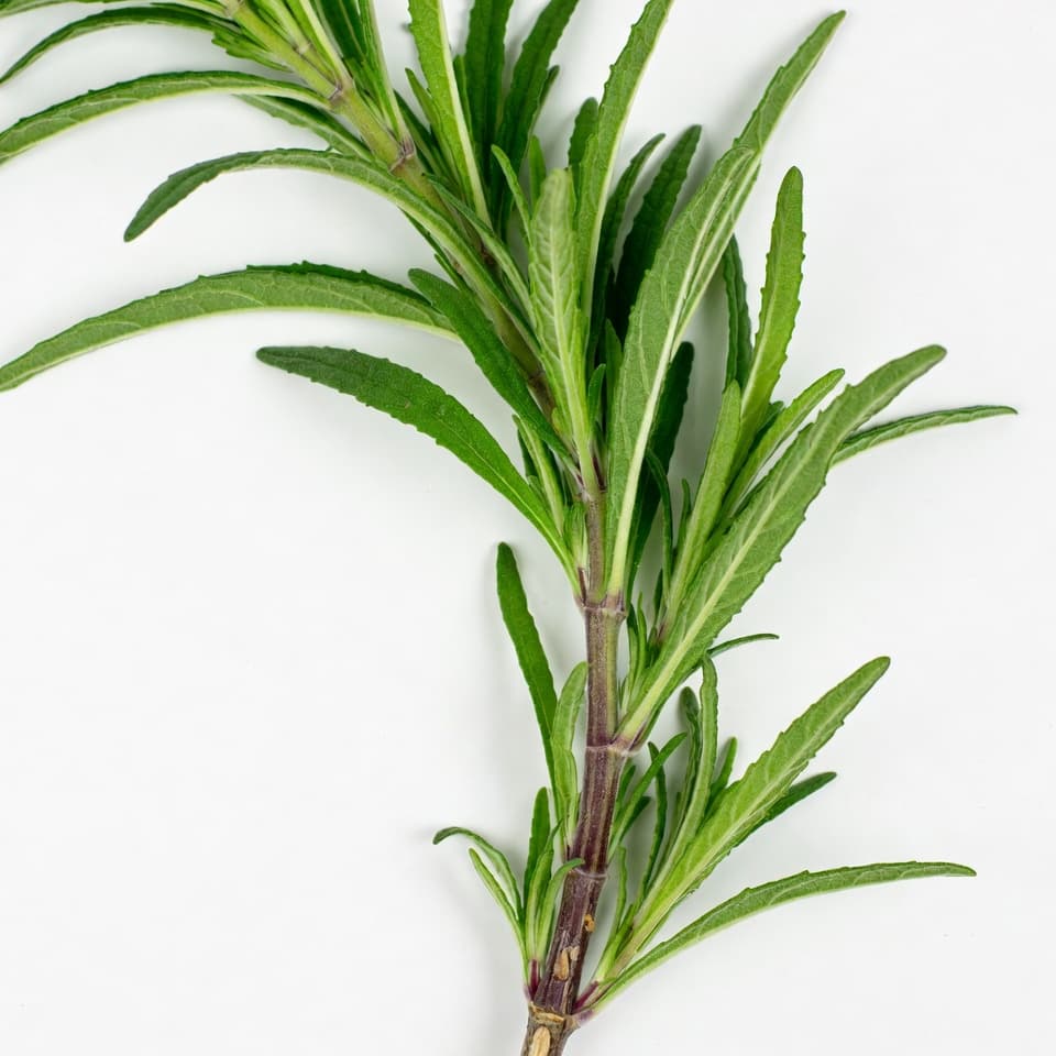 Mexican tarragon plant with narrow green leaves and small golden yellow flowers